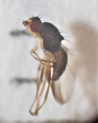 Acartophthalmus bicolor